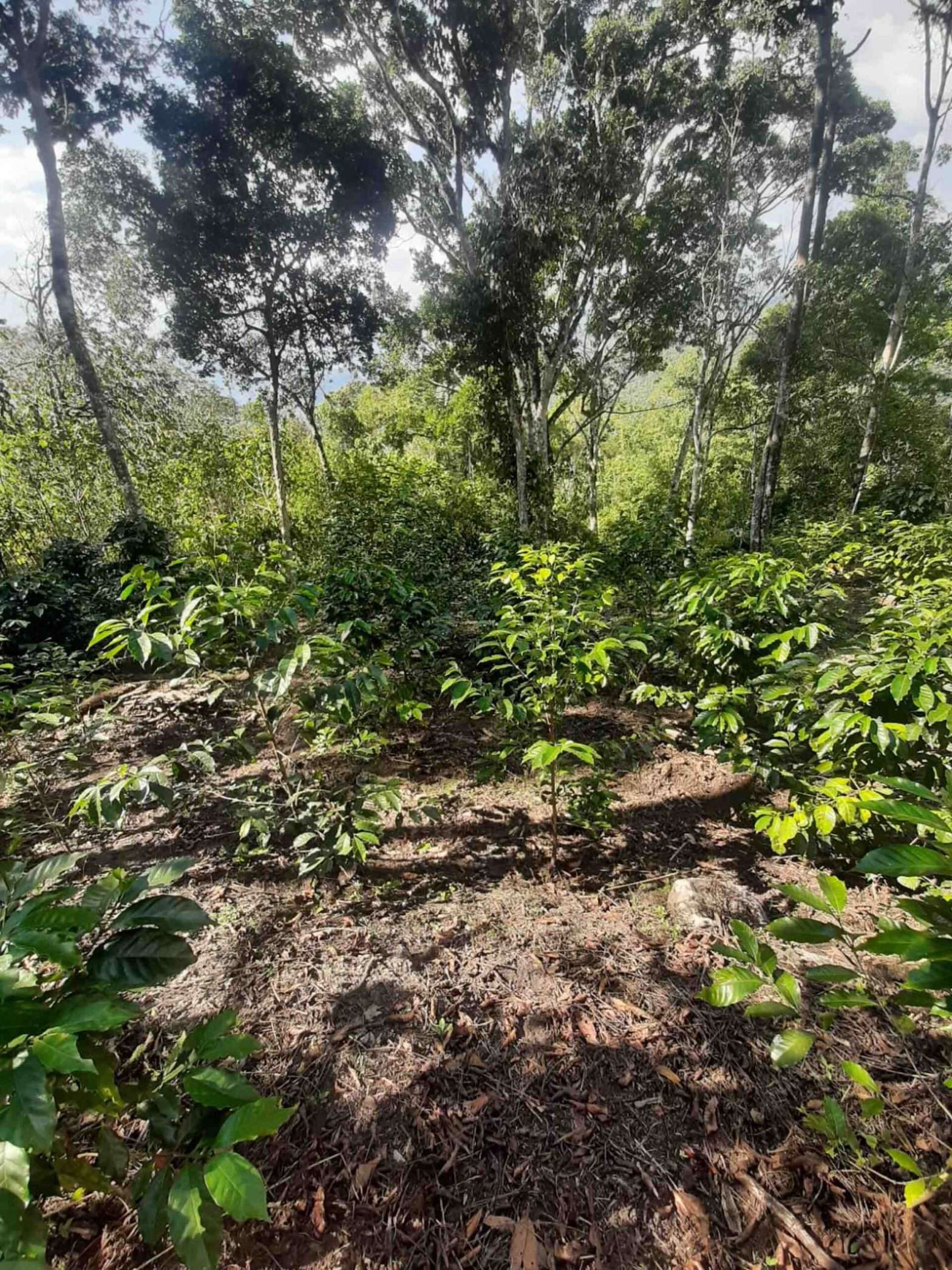 Timor Hybrid Coffee Variety farm