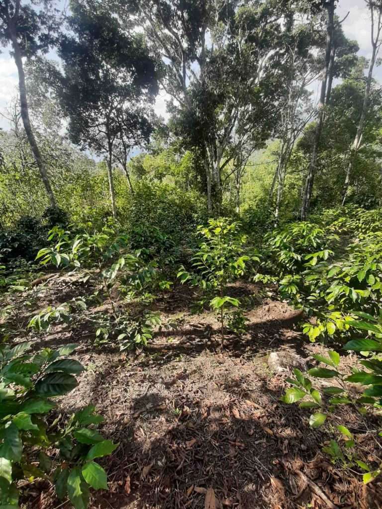 Timor Hybrid Coffee Variety farm
