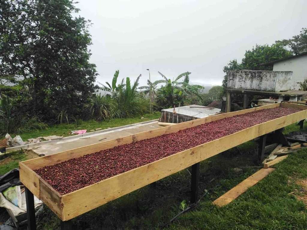 Catimor coffee farmers