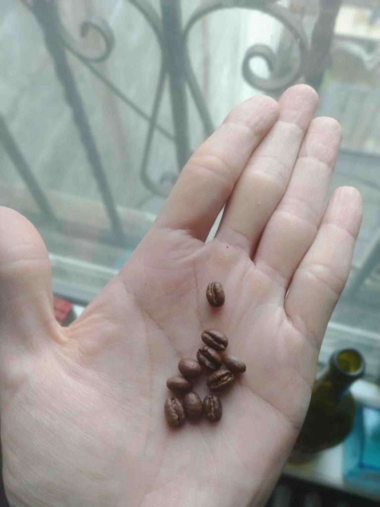 Brew coffee at home